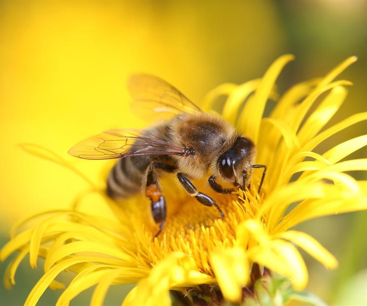 ¿Qué significa que una abeja se acerque a tu casa? ¿Qué significa que una abeja se acerque a tu casa?