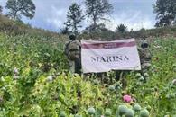 Marina destruye 34 plantíos de amapola en Nayarit Marina destruye 34 plantíos de amapola en Nayarit