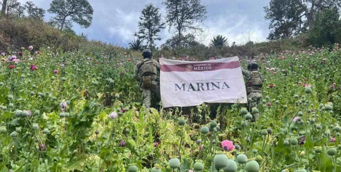 Marina destruye 34 plantíos de amapola en Nayarit Marina destruye 34 plantíos de amapola en Nayarit