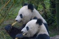 Pandas gigantes dejaron de estar en peligro de extinción Pandas gigantes dejaron de estar en peligro de extinción