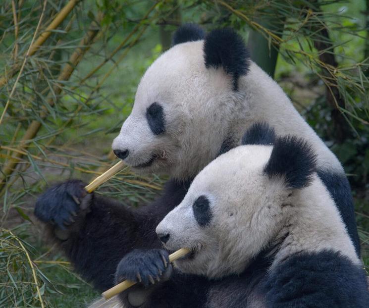 Pandas gigantes dejaron de estar en peligro de extinci&oacute;n