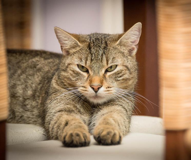 &iquest;Cada cu&aacute;nto limpiar la arena de tu gato?