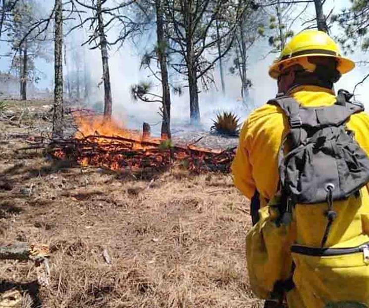 Implementan veda de fuego en ecosistemas forestales