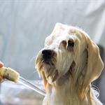 Errores comunes al ba&ntilde;ar a tu mascota