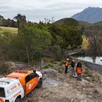 Reportan puma atropellado