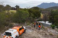 Reportan puma atropellado