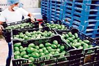 Por el S&uacute;per Bowl, EU compra 11% m&aacute;s aguacate mexicano
