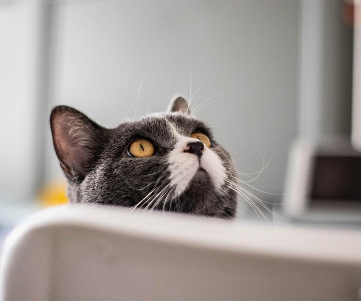 &iquest;Tu gato no te deja dormir?; esto revela la UNAM