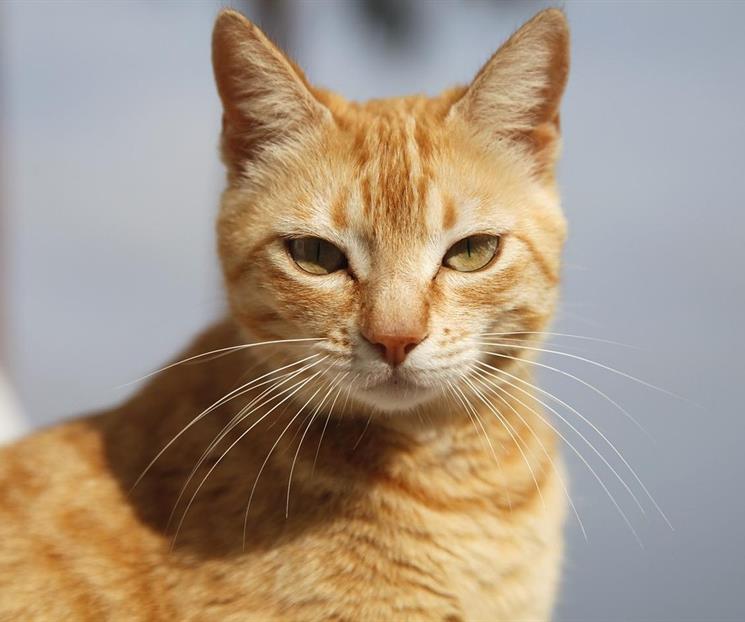 Cada cu&aacute;nto se recomienda ba&ntilde;ar a un gato