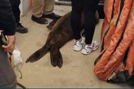 Marina y Profepa rescatan a lobo marino en Cabo San Lucas