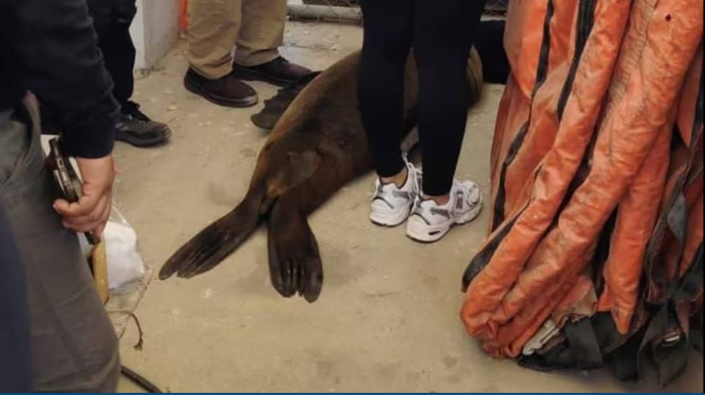 Marina y Profepa rescatan a lobo marino en Cabo San Lucas