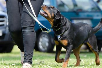 &iquest;Los perros pueden sentir el estr&eacute;s de su due&ntilde;o?
