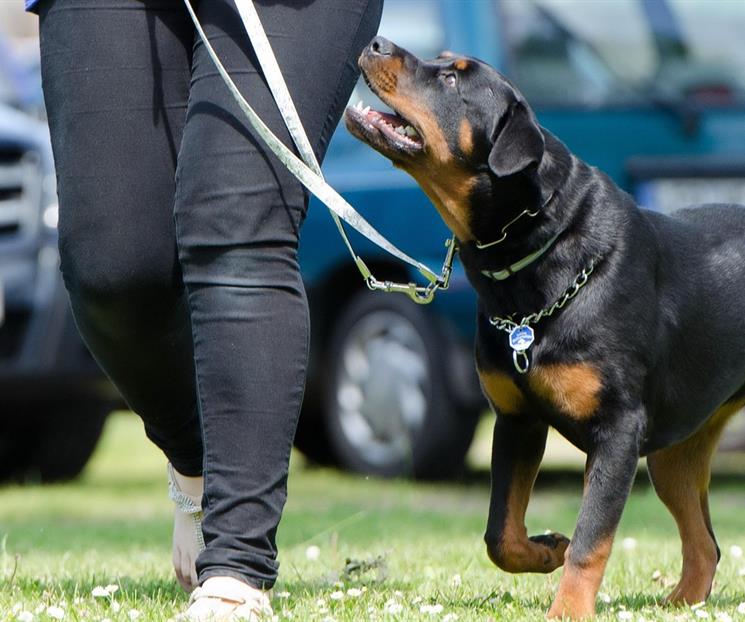 &iquest;Los perros pueden sentir el estr&eacute;s de su due&ntilde;o?
