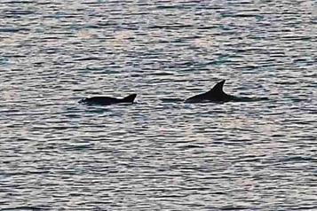 Alistan reapertura de pesca y uso de redes de enmalle