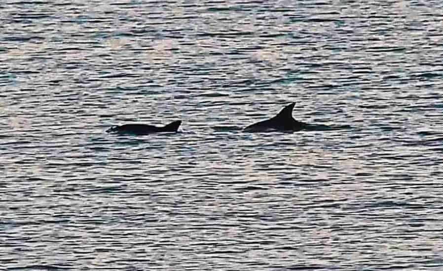 Alistan reapertura de pesca y uso de redes de enmalle