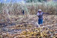 Alista Sader apoyos econ&oacute;micos a productores de ca&ntilde;a de az&uacute;car