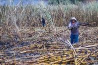 Sader alista apoyos econ&oacute;micos a productores de ca&ntilde;a de az&uacute;car