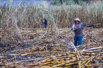 Sader alista apoyos econ&oacute;micos a productores de ca&ntilde;a de az&uacute;car