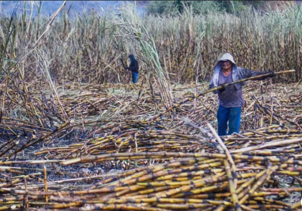 Sader alista apoyos econ&oacute;micos a productores de ca&ntilde;a de az&uacute;car