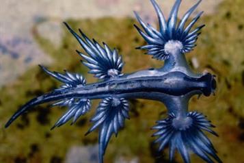 Emiten alerta por presencia de drag&oacute;n azul en playas de Manzanillo