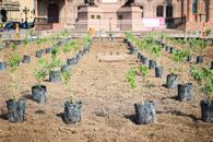 Buscan reformar Ley Ambiental y del Arbolado Urbano