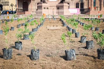 Buscan reformar Ley Ambiental y del Arbolado Urbano