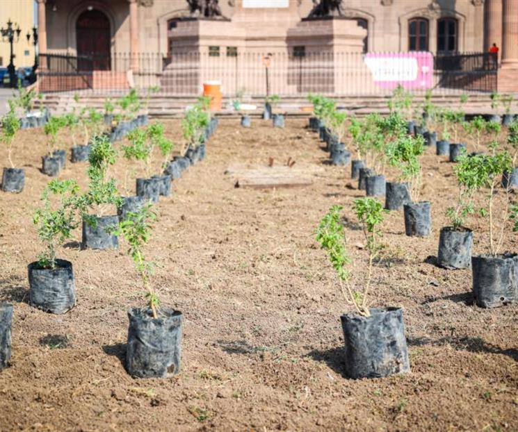 Buscan reformar Ley Ambiental y del Arbolado Urbano