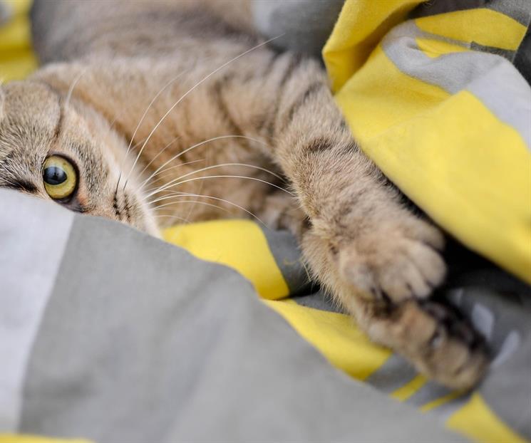 &iquest;C&oacute;mo cortar las u&ntilde;as de mi gato para no lastimarlo?