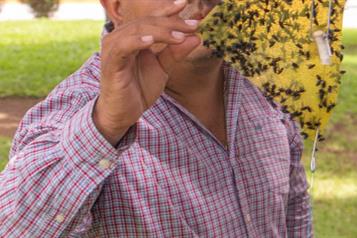 Importar&aacute; el gobierno 110 millones de moscas