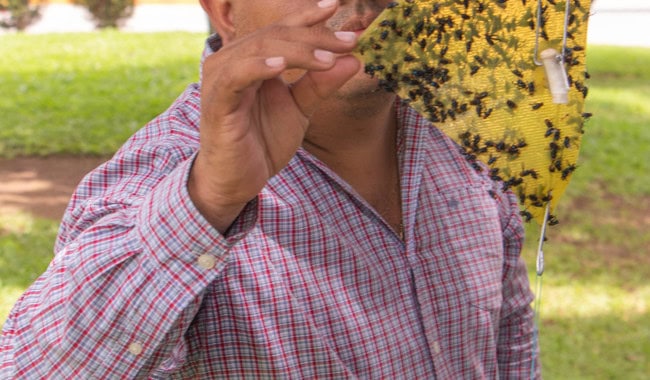 Importar&aacute; el gobierno 110 millones de moscas