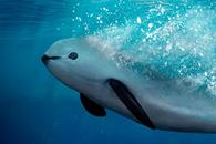Pol&iacute;gono de protecci&oacute;n de la vaquita marina evita su extinci&oacute;n