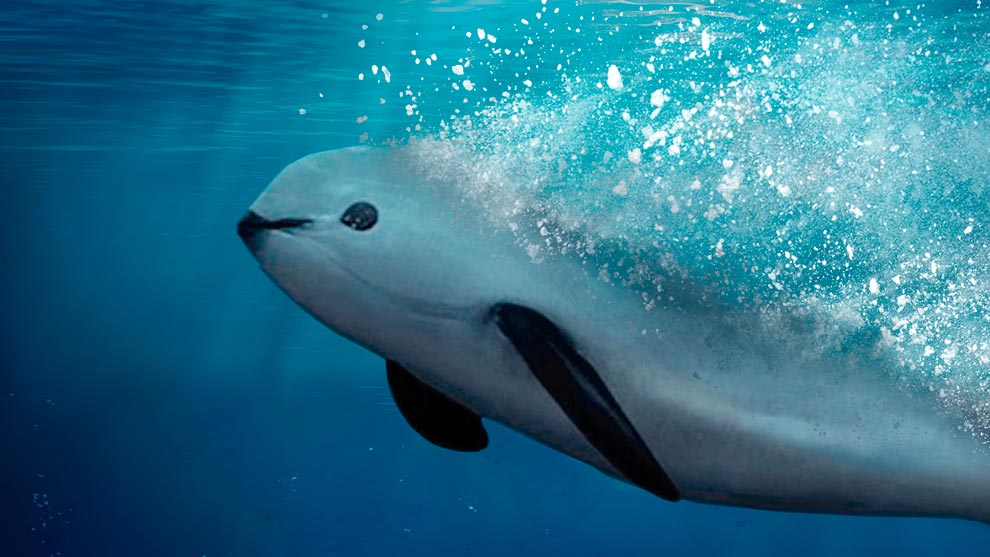 Pol&iacute;gono de protecci&oacute;n de la vaquita marina evita su extinci&oacute;n