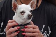 Propone PRI deducir ISR en atenci&oacute;n veterinaria