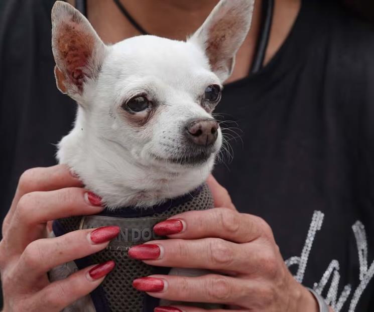 Propone PRI deducir ISR en atenci&oacute;n veterinaria