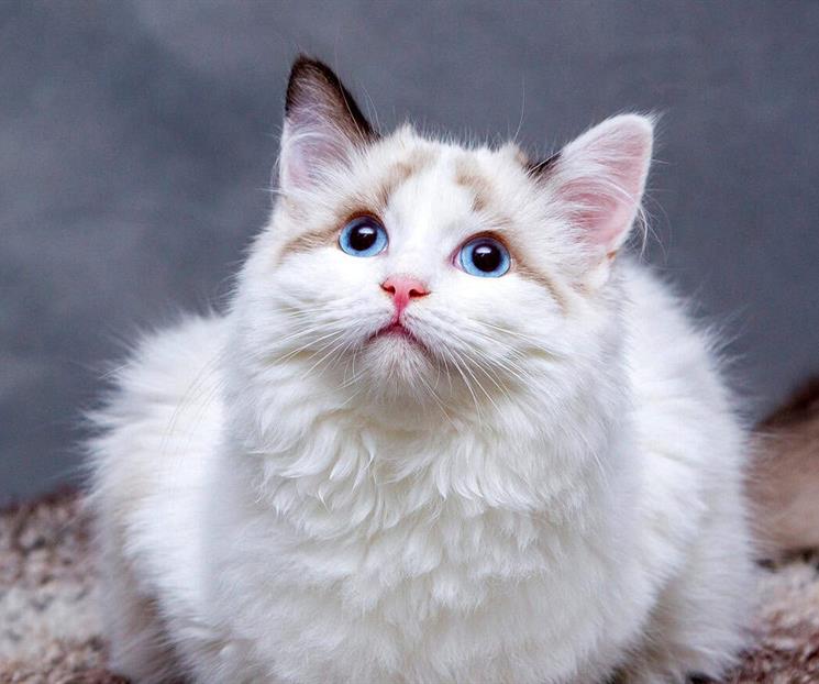 &iquest;C&oacute;mo evitar los malos olores en el arenero de tu gato?