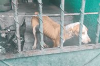 Rescata División Ambiental tres caninos en condición de maltrato Rescata División Ambiental tres caninos en condición de maltrato