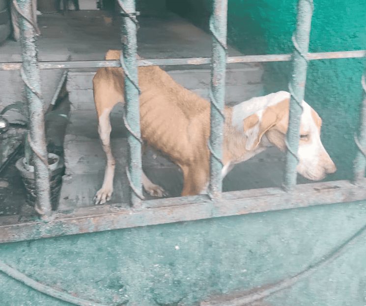 Rescata División Ambiental tres caninos en condición de maltrato Rescata División Ambiental tres caninos en condición de maltrato