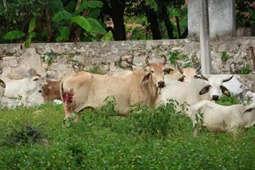 Reporta Sader baja de gusano barrenador en Tamaulipas