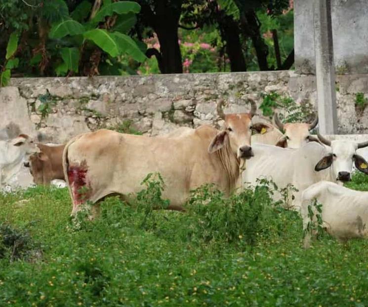 Reporta Sader baja de gusano barrenador en Tamaulipas