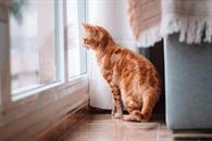 &iquest;Por qu&eacute; a mi gato le gusta acostarse cerca de la ventana?