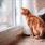 &iquest;Por qu&eacute; a mi gato le gusta acostarse cerca de la ventana?
