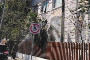 Moviliza incendio de palmera en jardinera de escuela