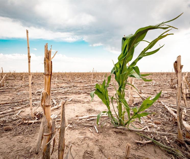 Enfrentan 16 municipios problemas por falta de lluvias