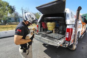 Rescatan cachorros abandonados