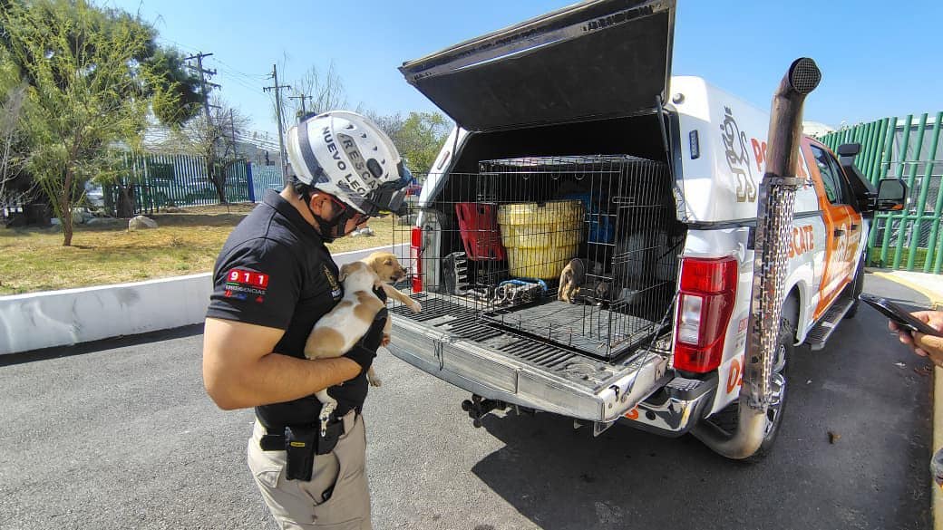 Rescatan cachorros abandonados