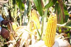 Invertir&aacute; EU 40 mdd en M&eacute;xico para fortalecer sistema alimentario