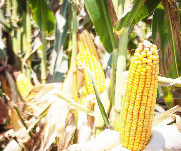 Invertir&aacute; EU 40 mdd en M&eacute;xico para fortalecer sistema alimentario