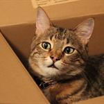 Explicaci&oacute;n evolutiva de por qu&eacute; los gatos adoran las cajas