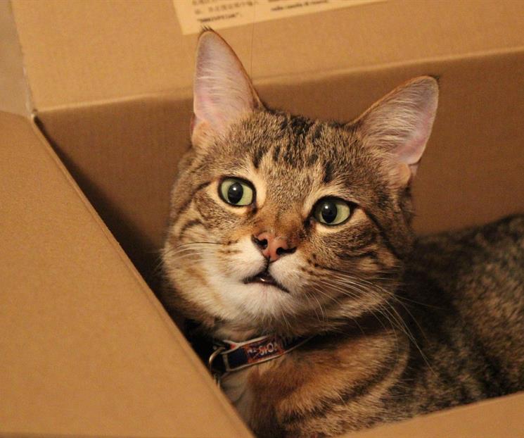 Explicación evolutiva de por qué los gatos adoran las cajas Explicación evolutiva de por qué los gatos adoran las cajas