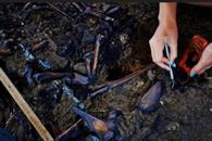 Sheinbaum reconoce rezago en identificaci&oacute;n de restos